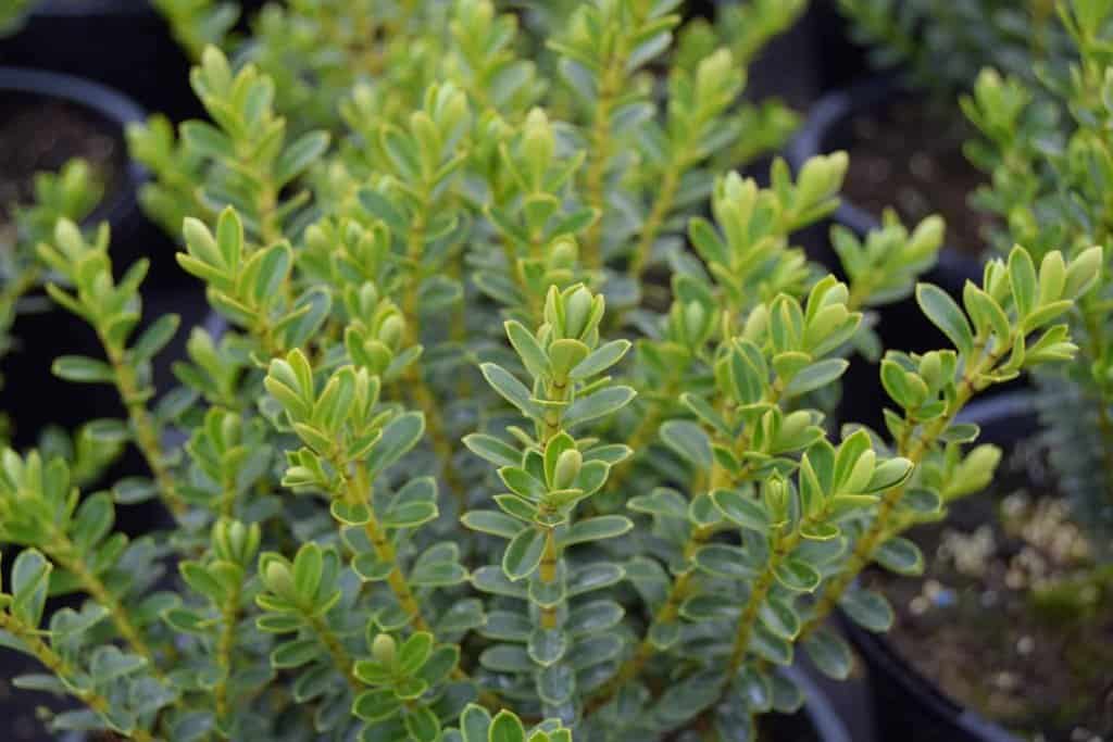 Hebe vernicosa 15-20 cm